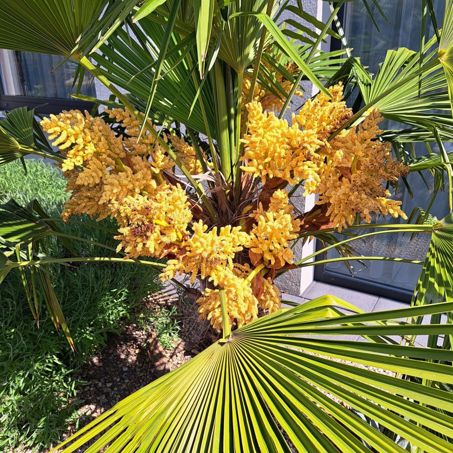 מיקולוב Palm Garden Apartment 1 מראה חיצוני תמונה